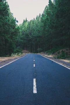 A winding road cuts through a dense forest, with trees lining both sides of t Foto stock