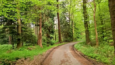Winding road in forest Stock Footage 314447078
