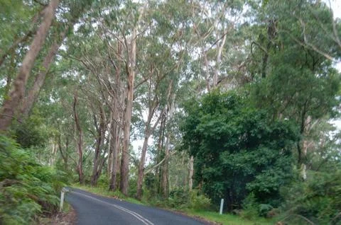 Winding road in the forest Stock Photos