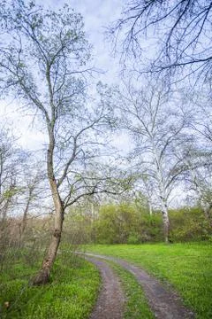 Winding road in the forest Stock Photos