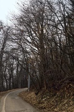 Winding road in a park with bare trees covering and bordering it on a mount.. Stock Photos