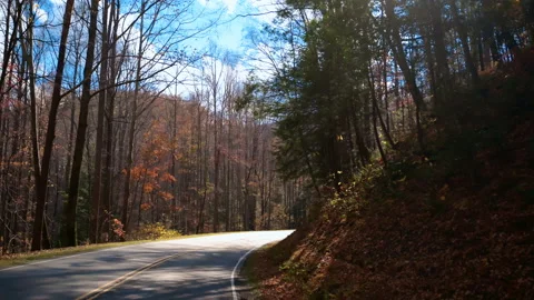 Winding road passes through forest filled with golden autumn weather. Sunlight Stock Footage 327890713