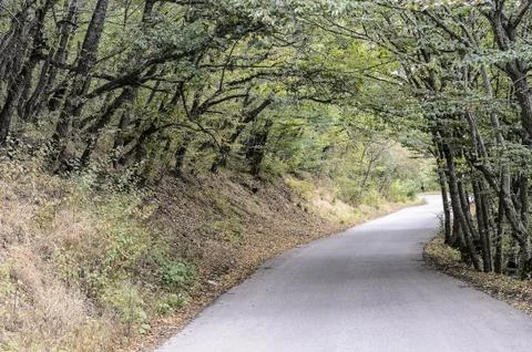 A winding road passing between the trees. Stock Photos