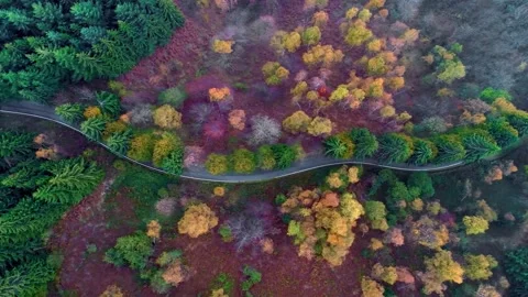 Winding road passing through a colorful autumn forest Stock-Footage 341329652