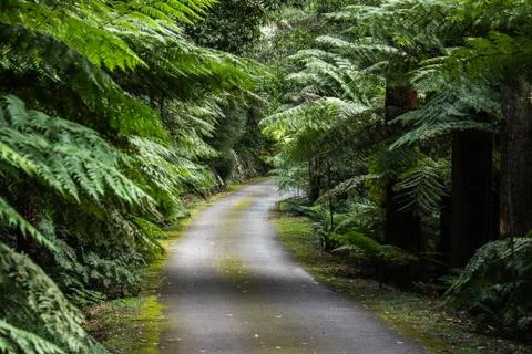 Winding road path surrounded by green fern trees, tropical shrub filled garden 스톡 사진