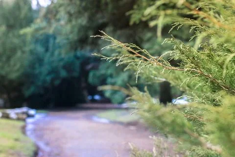 A winding road in a pine forest. Branches of evergreen conifer. Botanical gar Stock Photos