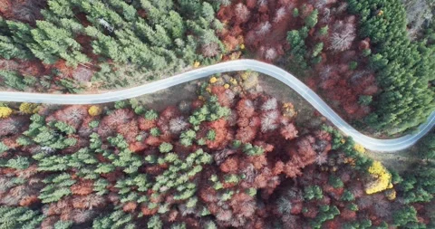 Winding road spread along forest trees and lake in the background, aerial sho Stock Footage 278199666