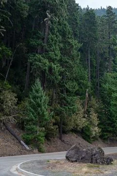 A winding road surrounded by trees in the Pacific Northwest on a foggy day. Stock Photos