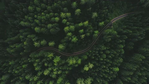 Winding road through alpine wood Stock Footage 167739956