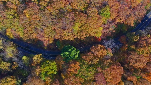 Winding Road Through Autumn Canopy Video stock 321100680