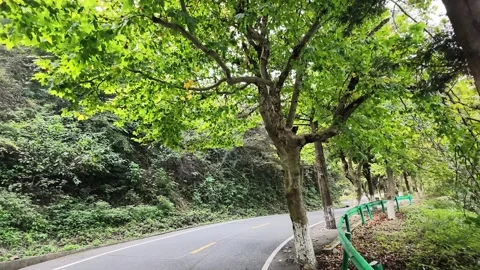 Winding Road Through Dense Forest with Guardrails, Lushan Video stock 346701071