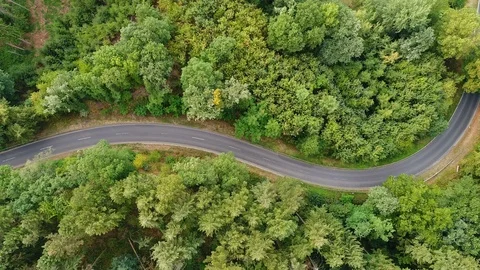 Winding road through the forest Stockbeeldmateriaal 93544116