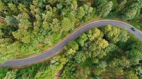 Winding road through the forest Stockbeeldmateriaal 93555256