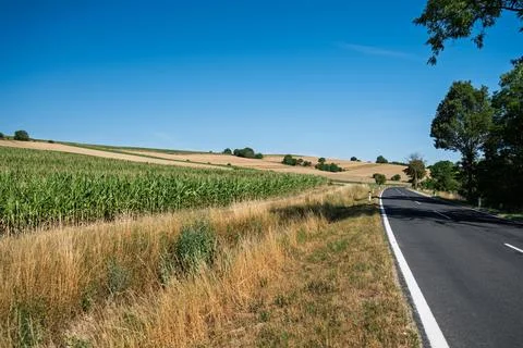 Winding road through golden fields. Stock Photos