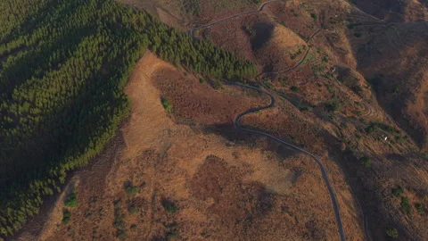 Winding road through Gran Canaria pine forest at sunset Stock Footage 313383870