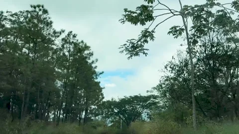 Winding Road through Green Forest Stock Footage 296353868