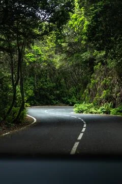 Winding road through lush forest creates scenic drive Stock Photos