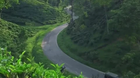 Winding Road Through Lush Green Tea Garden Stock Footage 337690898