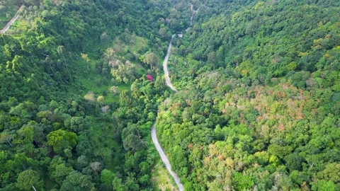 Winding Road Through Lush Mountain Forest Stock Footage 313455988