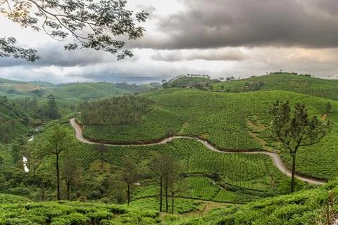 Winding Road Through Lush Tea Estates and Rolling Hills in Kerala Stock Photos