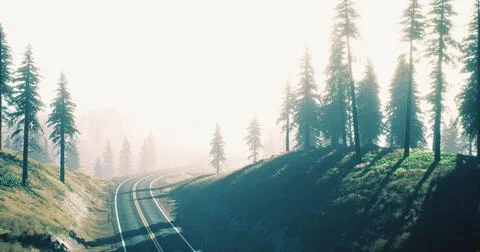 Winding road through misty pine forest in early morning light Stock Illustration