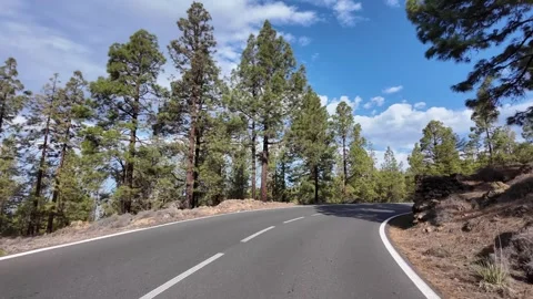 Winding Road Through Pine Forest Under Blue Sky Stock Footage 331676054