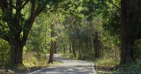 Winding road through sunlit forest with lush green trees. Stock Footage 303817685