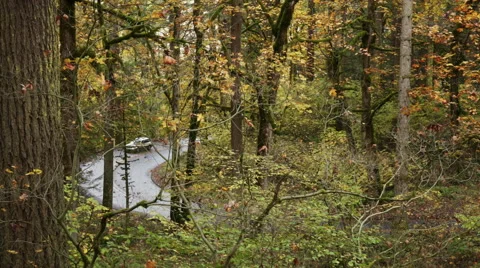 Winding Road through the Woods Stock Footage 56839890