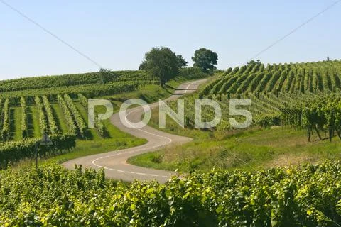 Winding road in the vineyards of alsace Stock Photos