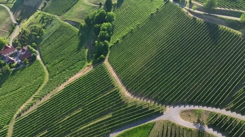 Winding roads snake through hillside vineyards in Styria Stock Footage 328651800