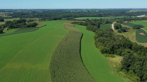 Winding Rows of Corn (Aerial Drone Video) Stock Footage 115675567