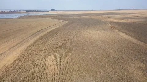 Winding rows of reaped corn in the dry season fly over Stock Footage 78584834