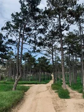 Winding sand track in the pine forest against the background of the blue sky Stock Photos