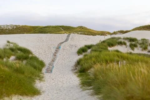 A winding sandy path navigates through grassy dunes, guiding visitors towards Stock Photos