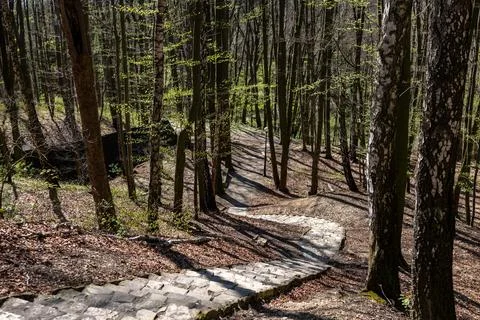 Winding stairs leading down through a shady forest illuminated by patches of sun Фото