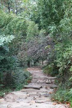 Winding stone path through lush greenery in a tranquil forest setting Stock Photos