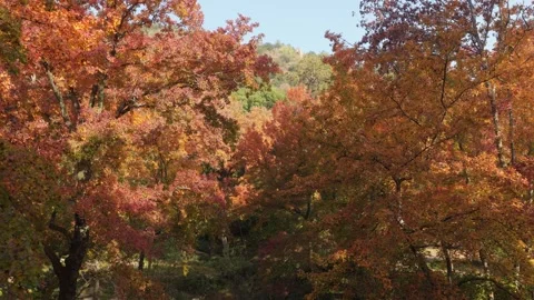 Winding stone path under colorful maple trees in Tianping Mountain Suzhou Stock Footage 345629055