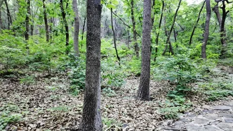 Winding Stone Path in the Woods Stock Footage 318565304