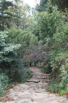Winding stone pathway through lush greenery in a tranquil forest setting Stock Photos