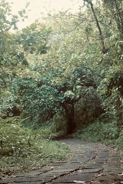 Winding Stone Paved Path Through Lush Tropical Forest in Ubud, Bali Foto stock