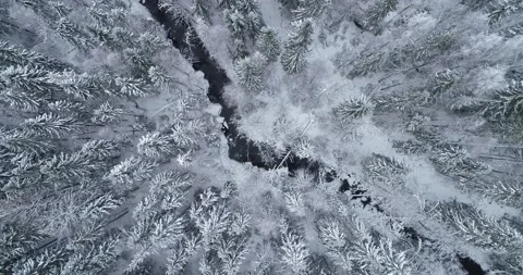 Winding stream river flows among the wild spruce forest. Stock Footage 147038965