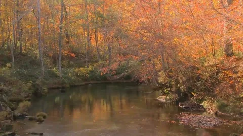 Winding Stream Surrounded by Dense Orange Woodlands Stock Footage 346195717