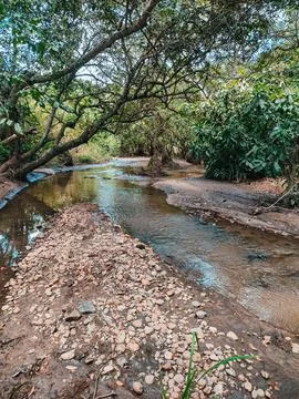Winding stream through pristine forest Foto stock