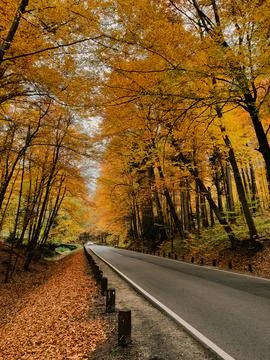 Winding through vibrant forest, anempty asphalt road showcases colorful golden Stock Photos