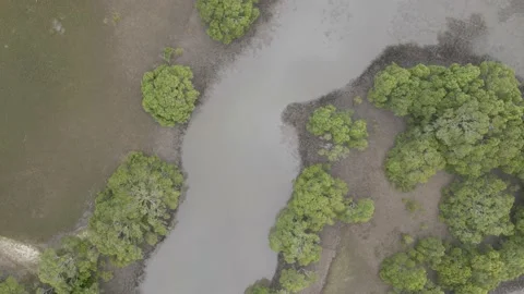 Winding top down shot over swamp Stockbeeldmateriaal 167146609