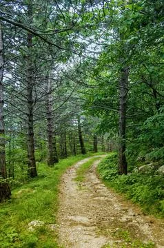 Winding trail in the forest. Stock Photos