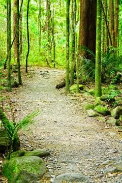 Winding trail going through mighty trees of native forest in New Zealand. Stock Photos