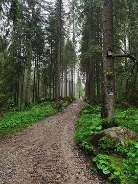 Winding Trail Through a Dense Evergreen Forest Foto stock
