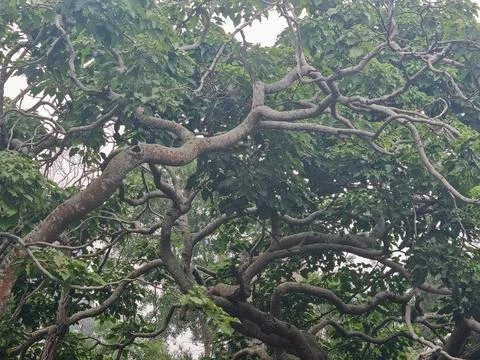 Winding Tree Branches and Green Canopy Background Stock Photos