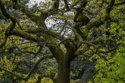 Winding tree branches Stock Photos